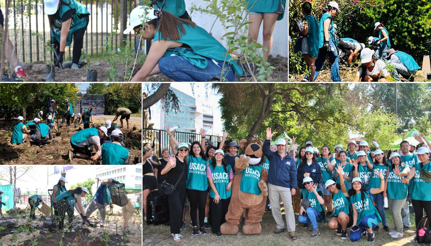 Collage de diversas personas con pecheras verdes de usach sostenible participando en la jornada de plantación de dos nuevos bosques con metodología miyawaki dentro del campus Usach